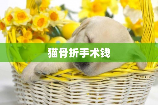貓骨折手術錢