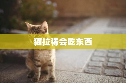 貓拉稀會吃東西