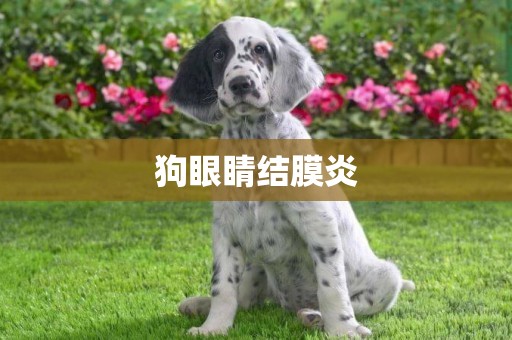 狗眼睛結膜炎