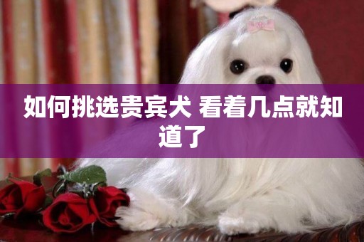 如何挑選貴賓犬 看著幾點就知道了 如何挑選貴賓犬 看著幾點就知道了