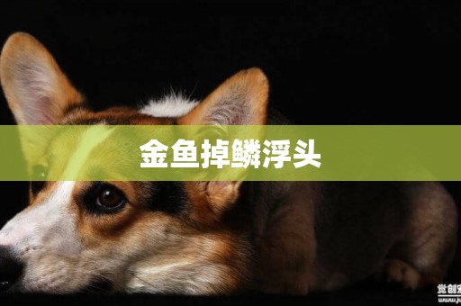 金魚掉鱗浮頭
