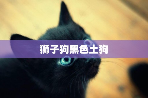 獅子狗黑色土狗