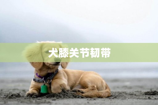 犬膝關節韌帶