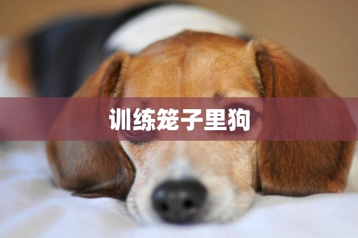 訓練籠子里狗