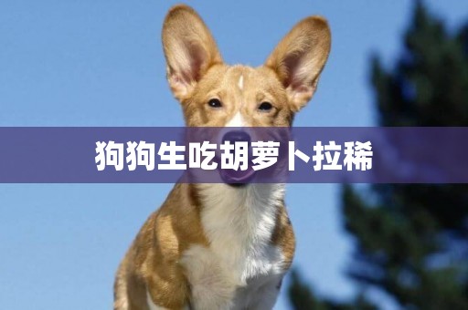 狗狗生吃胡蘿卜拉稀
