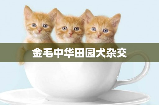 金毛中華田園犬雜交