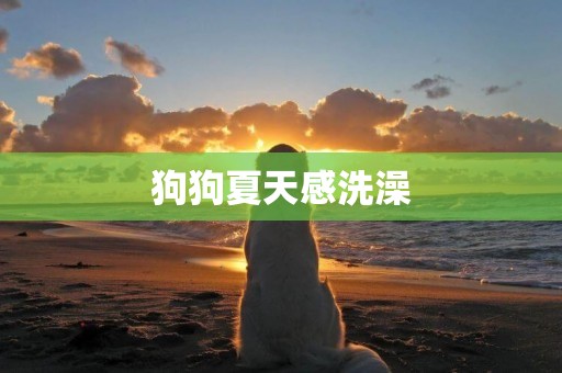 狗狗夏天感洗澡