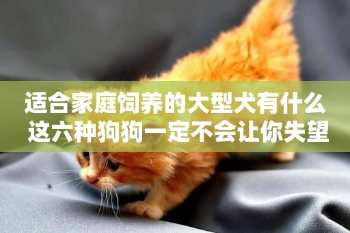 適合家庭飼養的大型犬有什么 這六種狗狗一定不會讓你失望 適合家庭飼養的大型犬有什么 這六種狗狗一定不會讓你失望