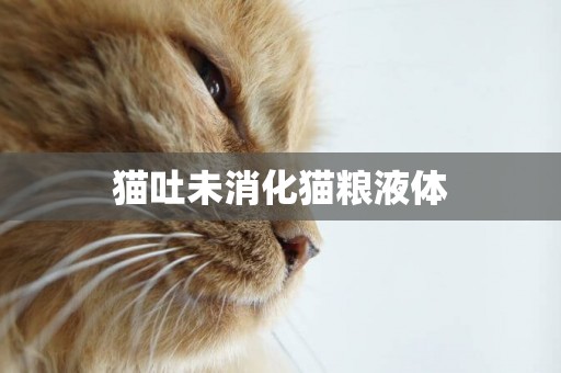 貓吐未消化貓糧液體