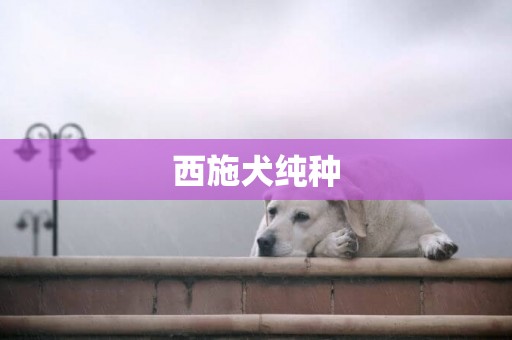 西施犬純種