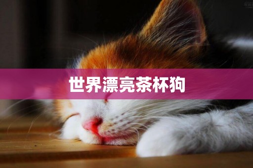 世界漂亮茶杯狗