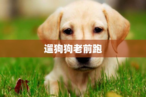 遛狗狗老前跑
