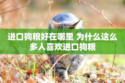 進口狗糧好在哪里 為什么這么多人喜歡進口狗糧