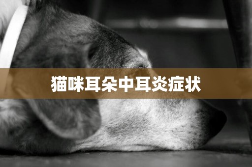 貓咪耳朵中耳炎癥狀