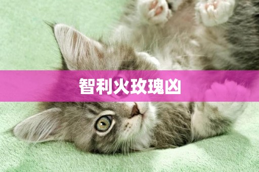 智利火玫瑰兇