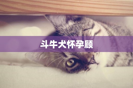 斗牛犬懷孕顧