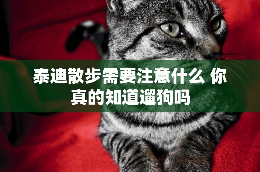 泰迪散步需要注意什么 你真的知道遛狗嗎 泰迪散步需要注意什么 你真的知道遛狗嗎