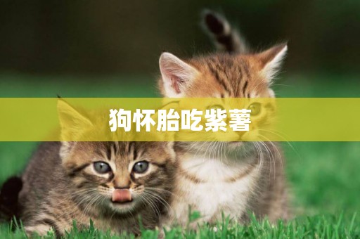 狗懷胎吃紫薯