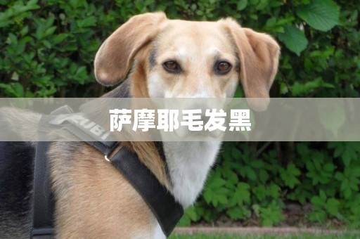 薩摩耶毛發黑