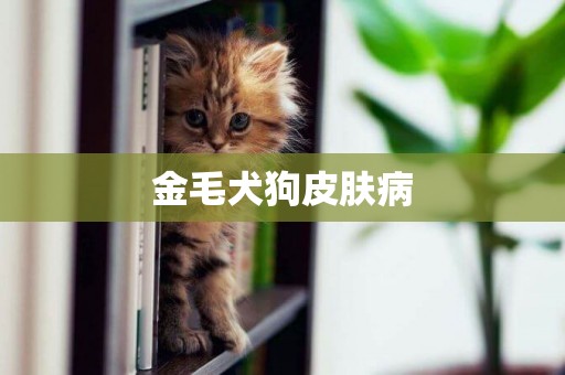 金毛犬狗皮膚病