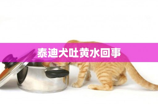 泰迪犬吐黃水回事