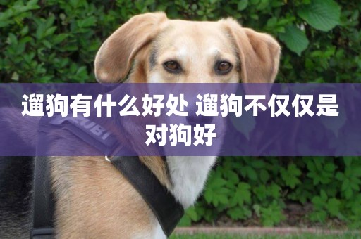遛狗有什么好處 遛狗不僅僅是對狗好