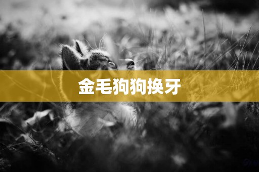 金毛狗狗換牙