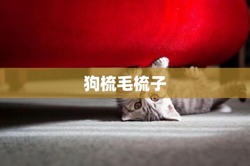 狗梳毛梳子