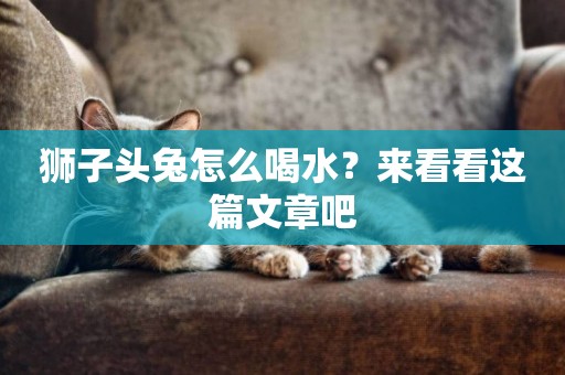 獅子頭兔怎么喝水?來看看這篇文章吧 獅子頭兔怎么喝水?來看看這篇文章吧