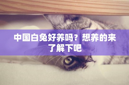 中國白兔好養嗎?想養的來了解下吧 中國白兔好養嗎?想養的來了解下吧