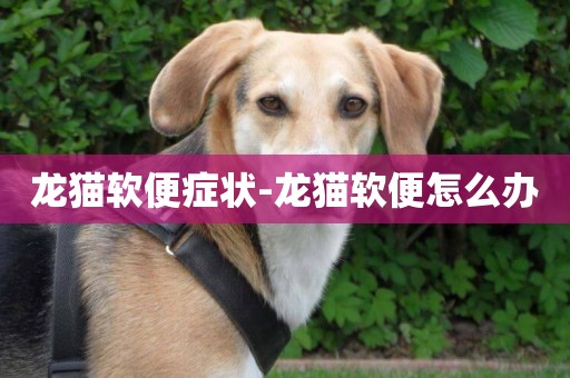 龍貓軟便癥狀-龍貓軟便怎么辦