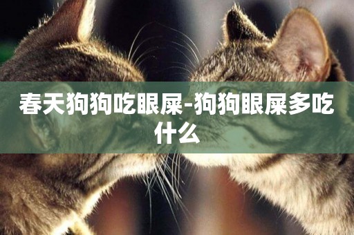 春天狗狗吃眼屎-狗狗眼屎多吃什么