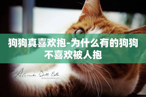 狗狗真喜歡抱-為什么有的狗狗不喜歡被人抱