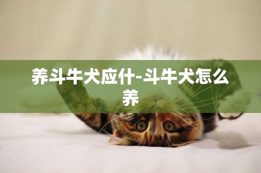養斗牛犬應什-斗牛犬怎么養