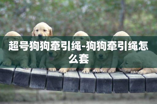 超號狗狗牽引繩-狗狗牽引繩怎么套