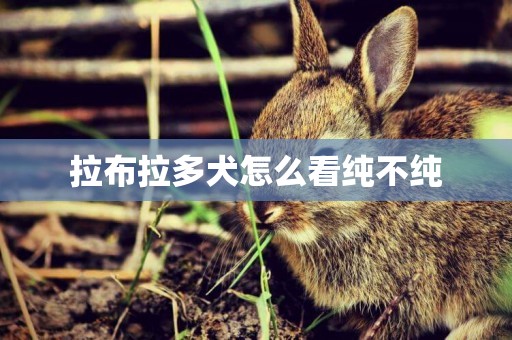 拉布拉多犬怎么看純不純