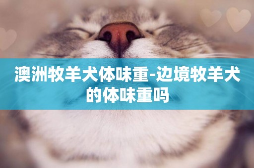 澳洲牧羊犬體味重-邊境牧羊犬的體味重嗎
