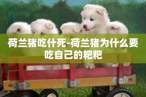 荷蘭豬吃什死-荷蘭豬為什么要吃自己的粑粑