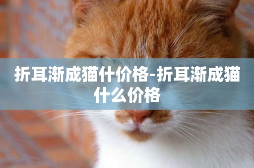 折耳漸成貓什價格-折耳漸成貓什么價格