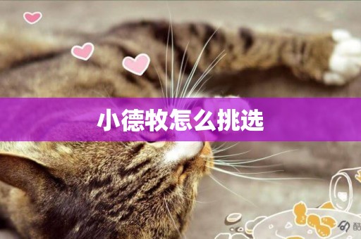 小德牧怎么挑選