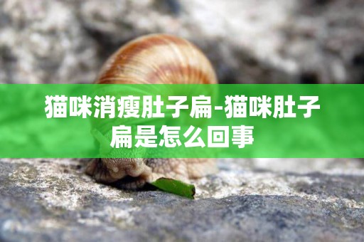 貓咪消瘦肚子扁-貓咪肚子扁是怎么回事