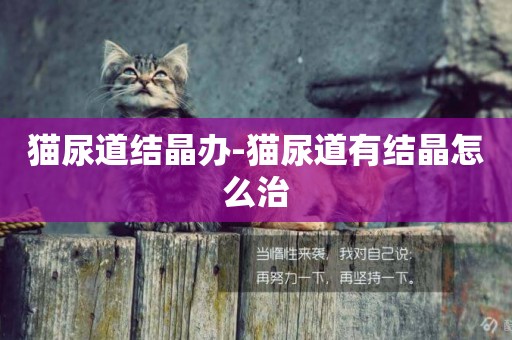 貓尿道結晶辦-貓尿道有結晶怎么治