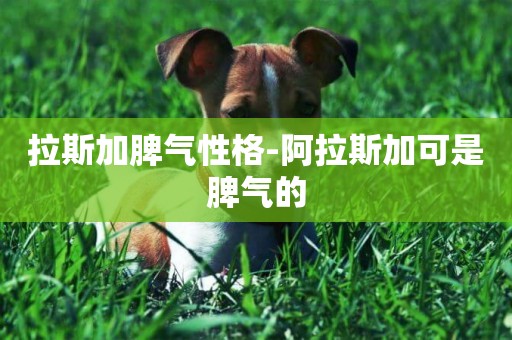 拉斯加脾氣性格-阿拉斯加可是脾氣的