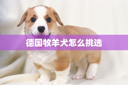 德國牧羊犬怎么挑選