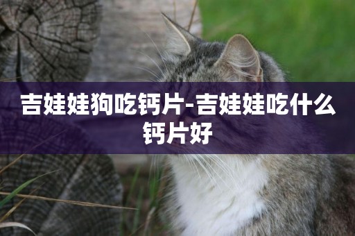 吉娃娃狗吃鈣片-吉娃娃吃什么鈣片好