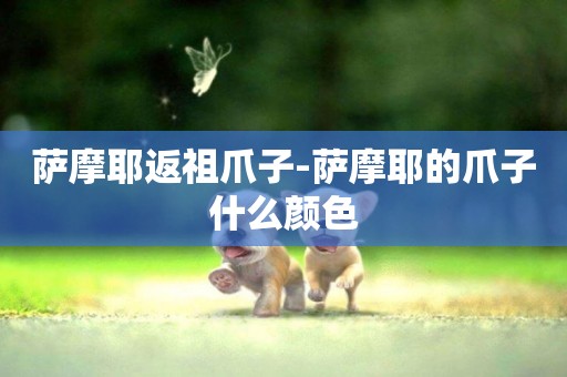 薩摩耶返祖爪子-薩摩耶的爪子什么顏色