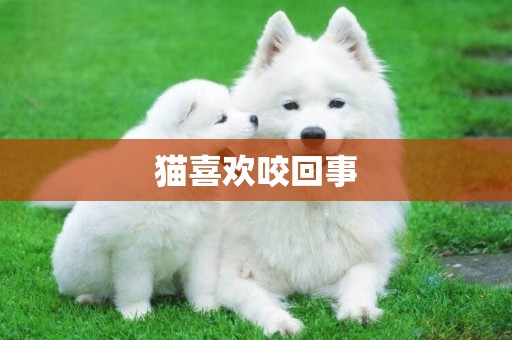 貓喜歡咬回事