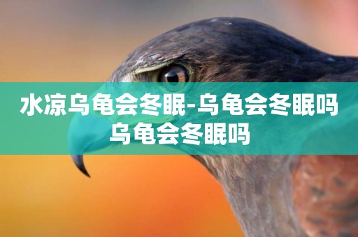 水涼烏龜會冬眠-烏龜會冬眠嗎烏龜會冬眠嗎