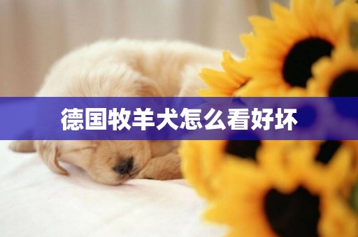 德國牧羊犬怎么看好壞