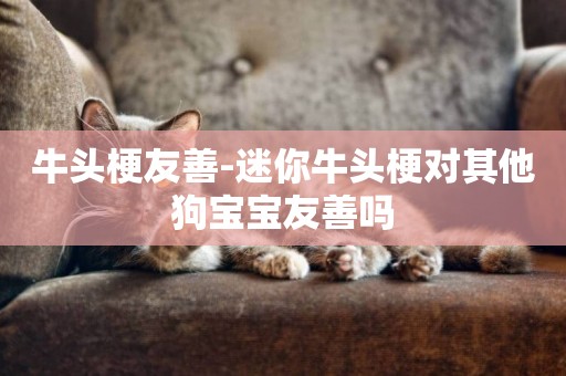 牛頭梗友善-迷你牛頭梗對其他狗寶寶友善嗎